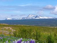 Verschneite Berggipfel und Lupinenfeld am Straßenrand - Ostisland